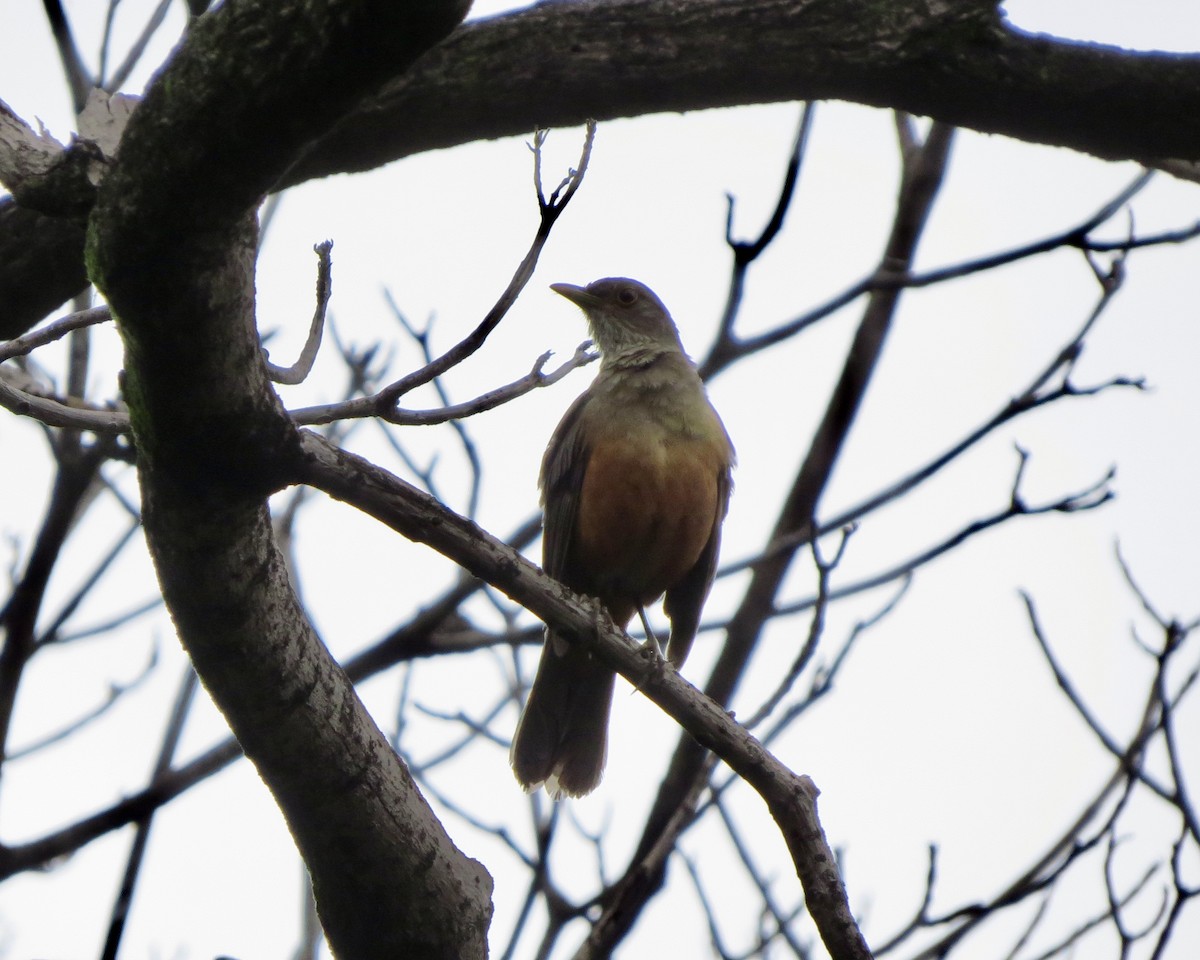 Rufous-bellied Thrush - ML626229855