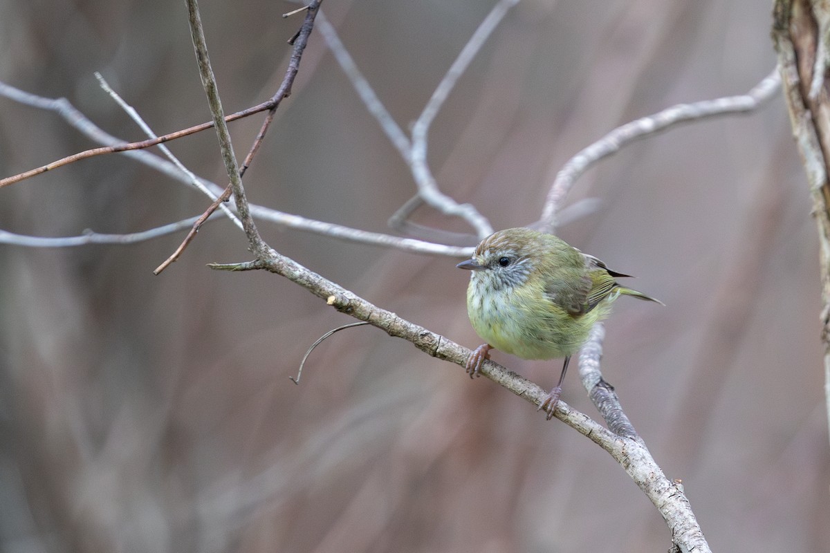 Striated Thornbill - ML626229875