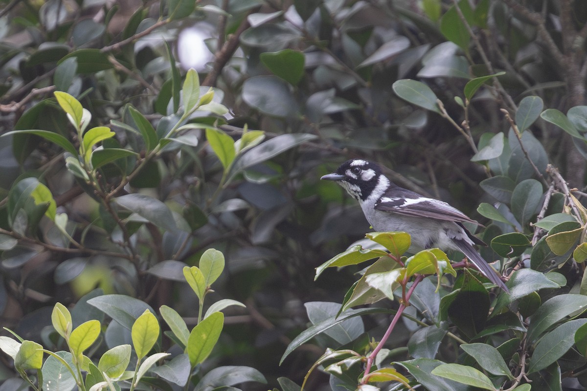 White-eared Monarch - ML626229937