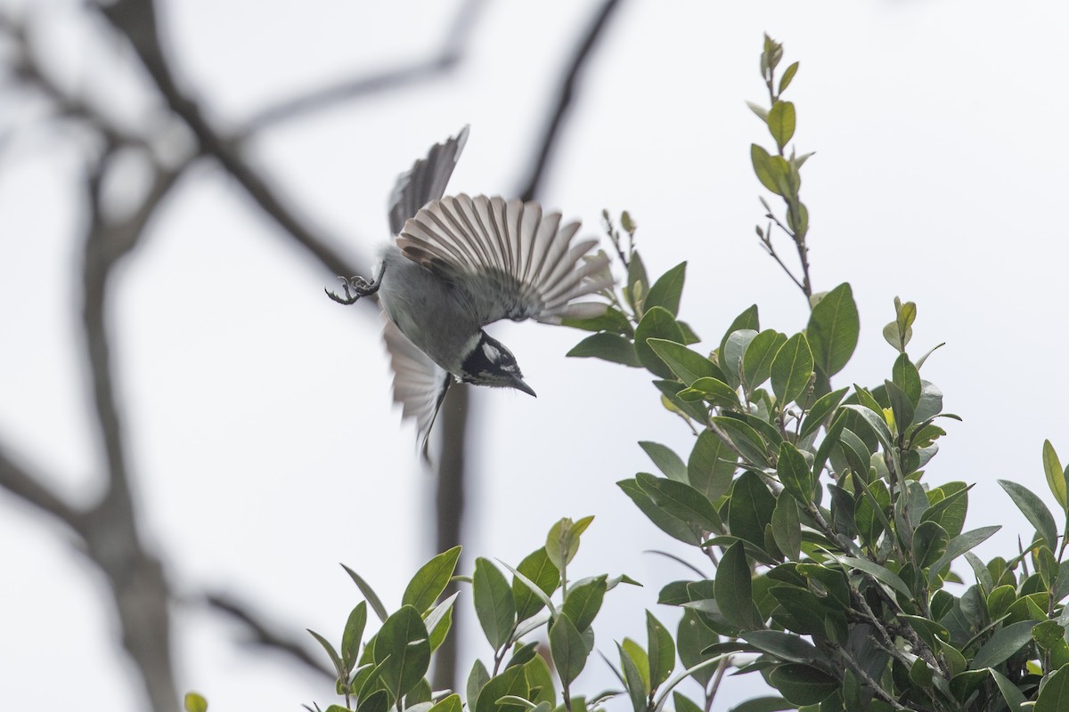 White-eared Monarch - ML626229938