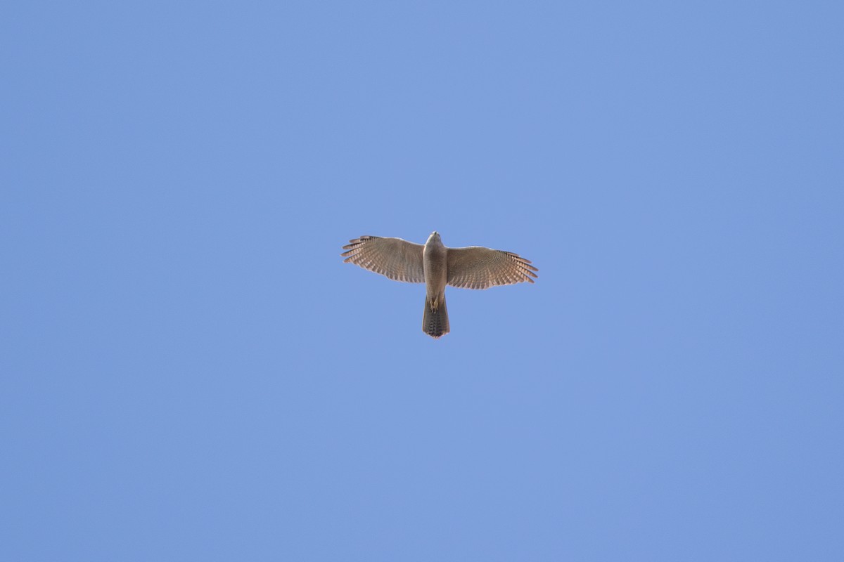 Brown Goshawk - ML626229989