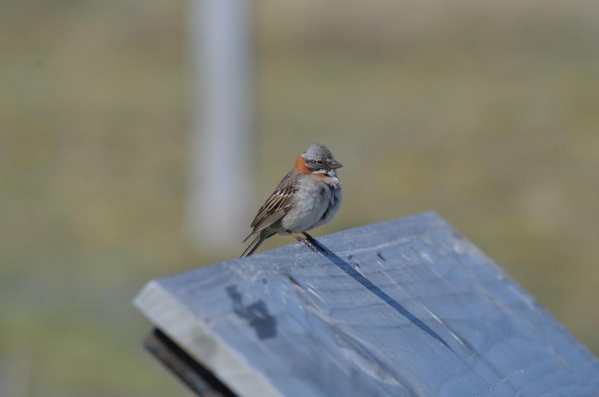 Rufous-collared Sparrow - ML626230171