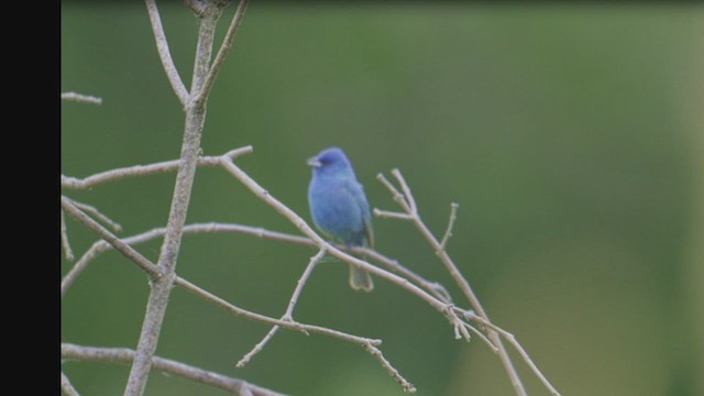Indigo Bunting - ML626230184