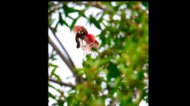 Red Bird-of-Paradise - ML626230254
