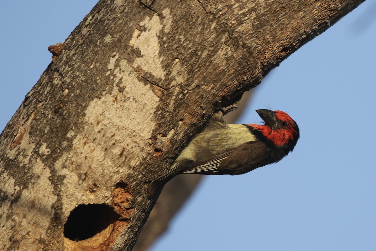 Black-collared Barbet - ML626230311