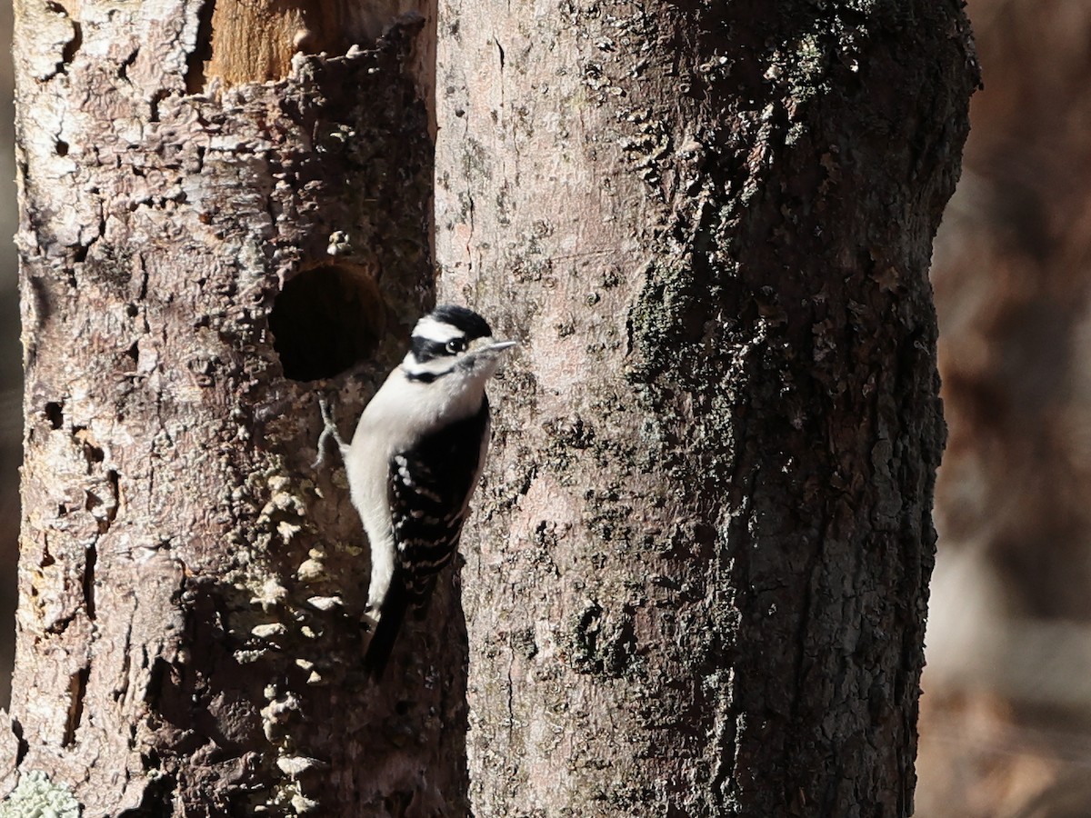Downy Woodpecker (Eastern) - ML626230402