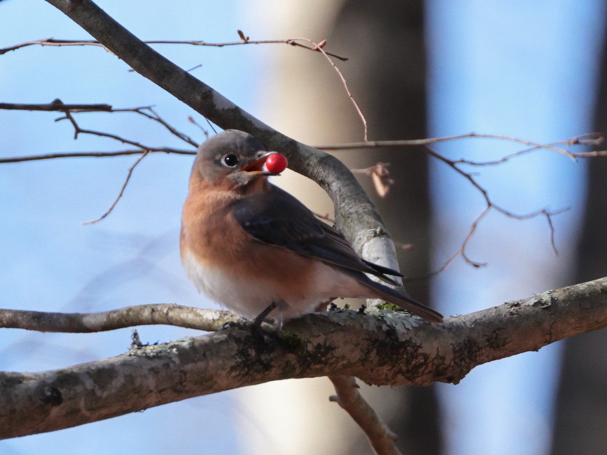 Eastern Bluebird - ML626230427