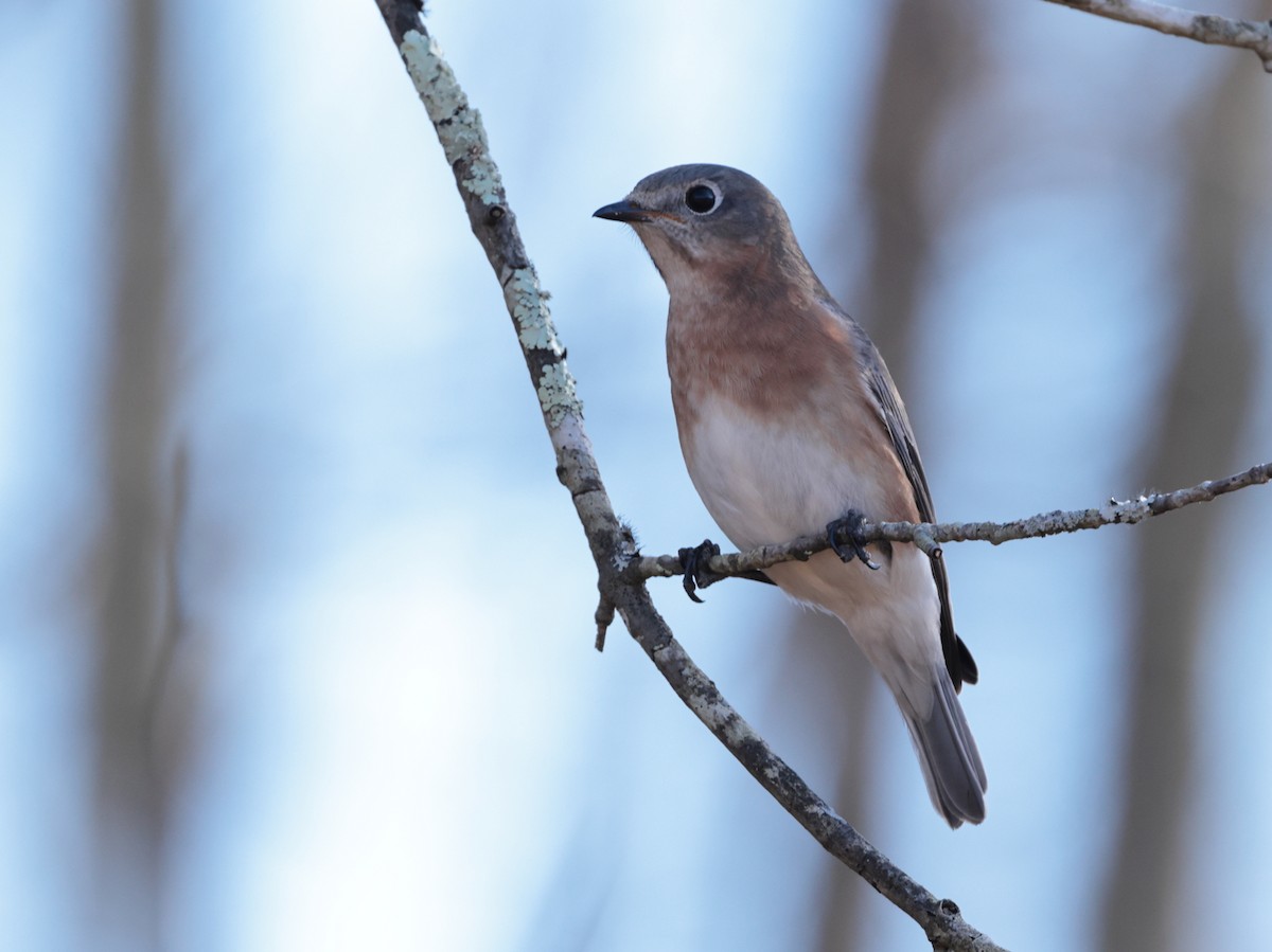 Eastern Bluebird - ML626230428