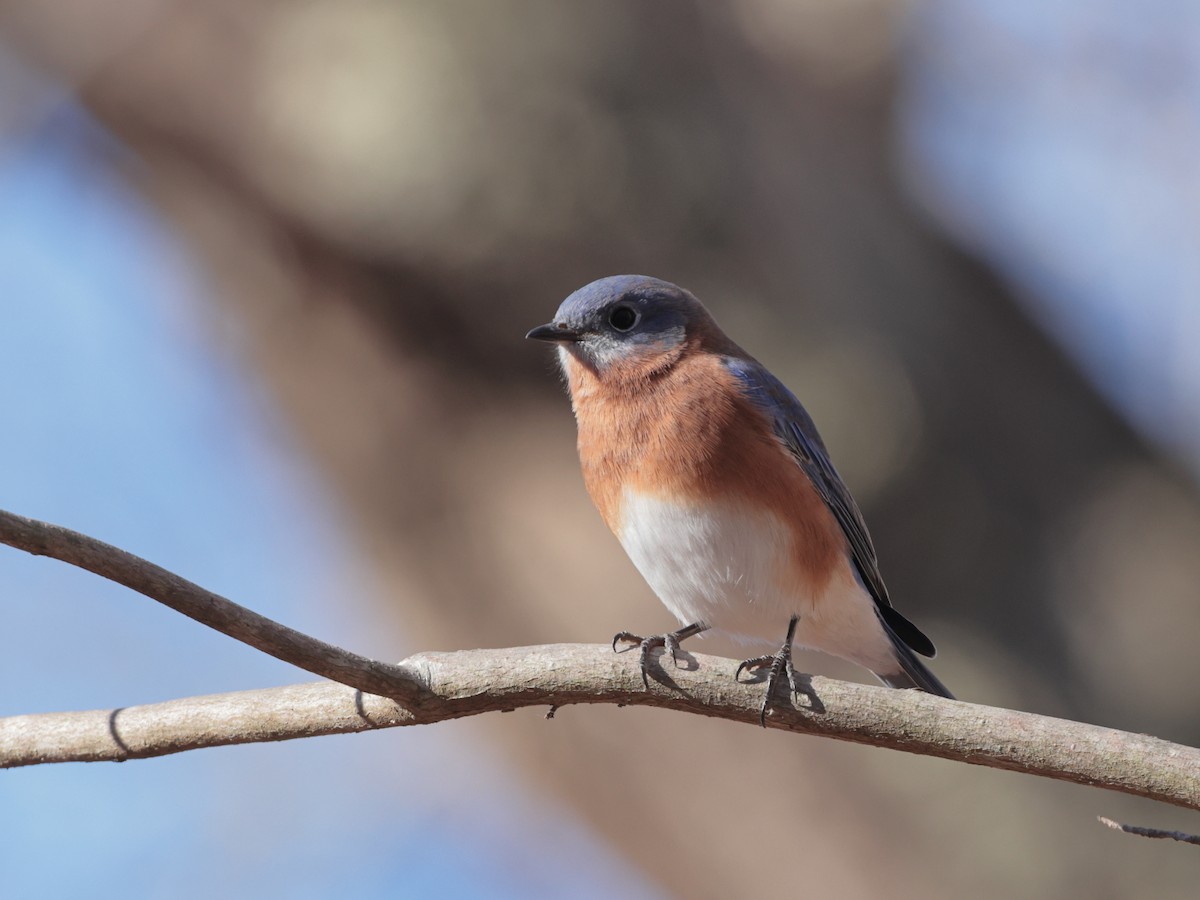 Eastern Bluebird - ML626230429