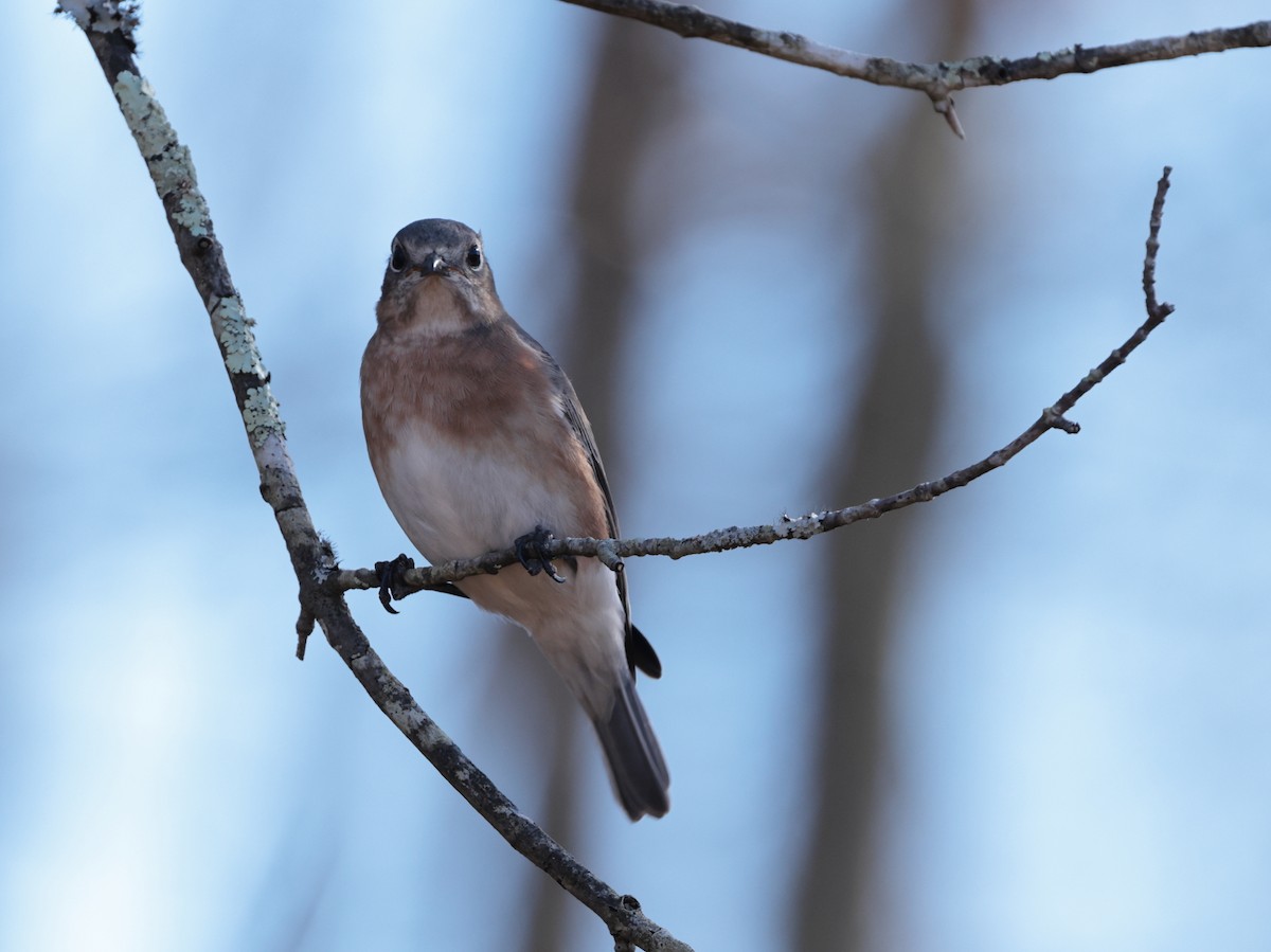 Eastern Bluebird - ML626230430