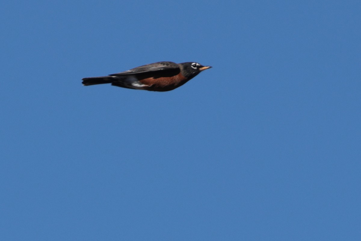 American Robin - ML626230442