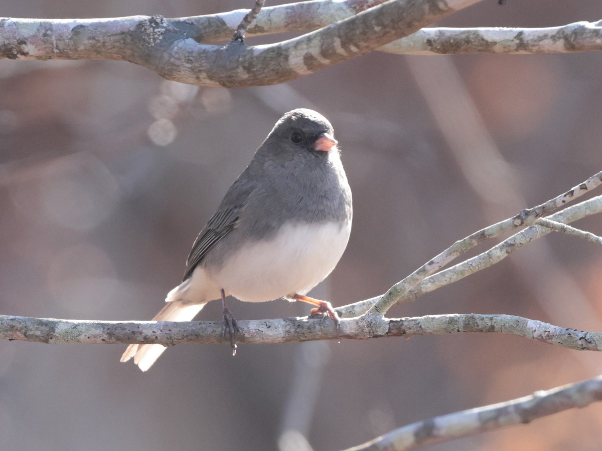 Dark-eyed Junco - ML626230451