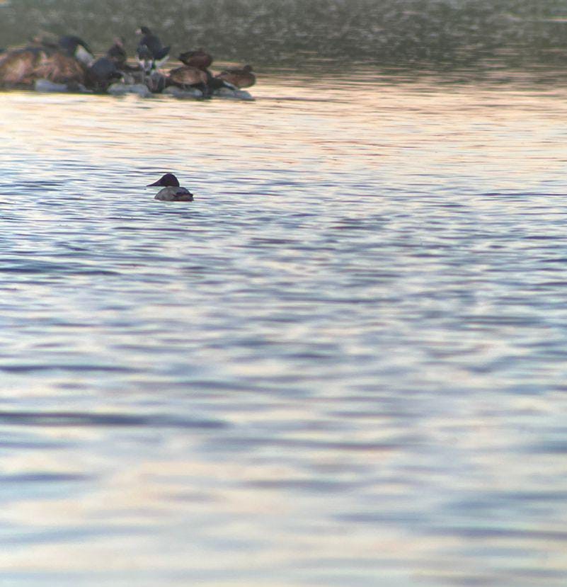 Canvasback - ML626230464