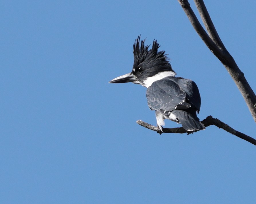 Belted Kingfisher - ML626230570