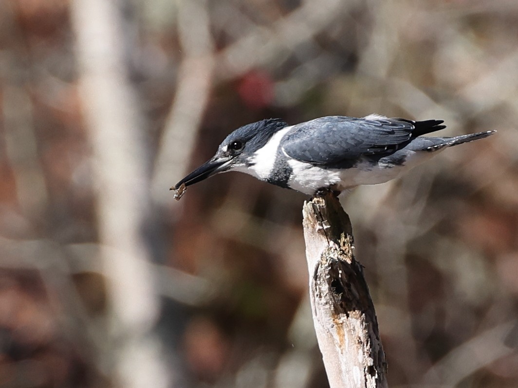 Belted Kingfisher - ML626230571