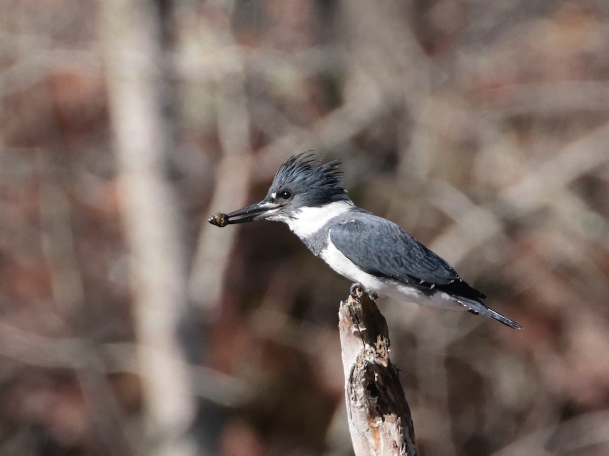 Belted Kingfisher - ML626230572