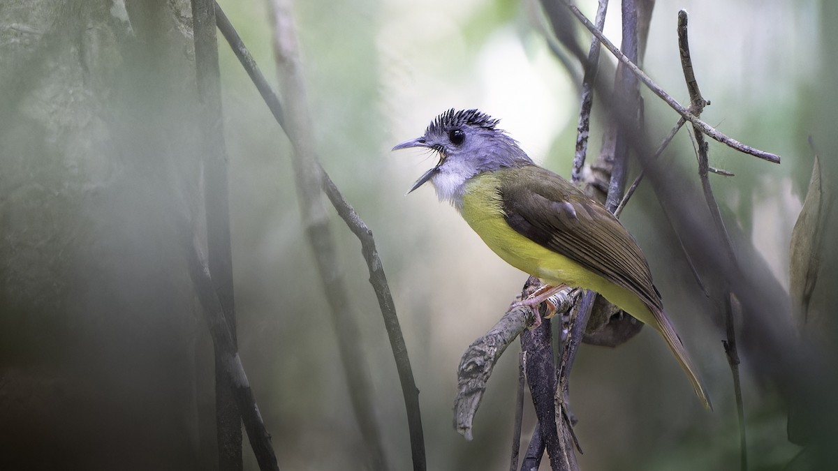 Yellow-bellied Bulbul - ML626230582