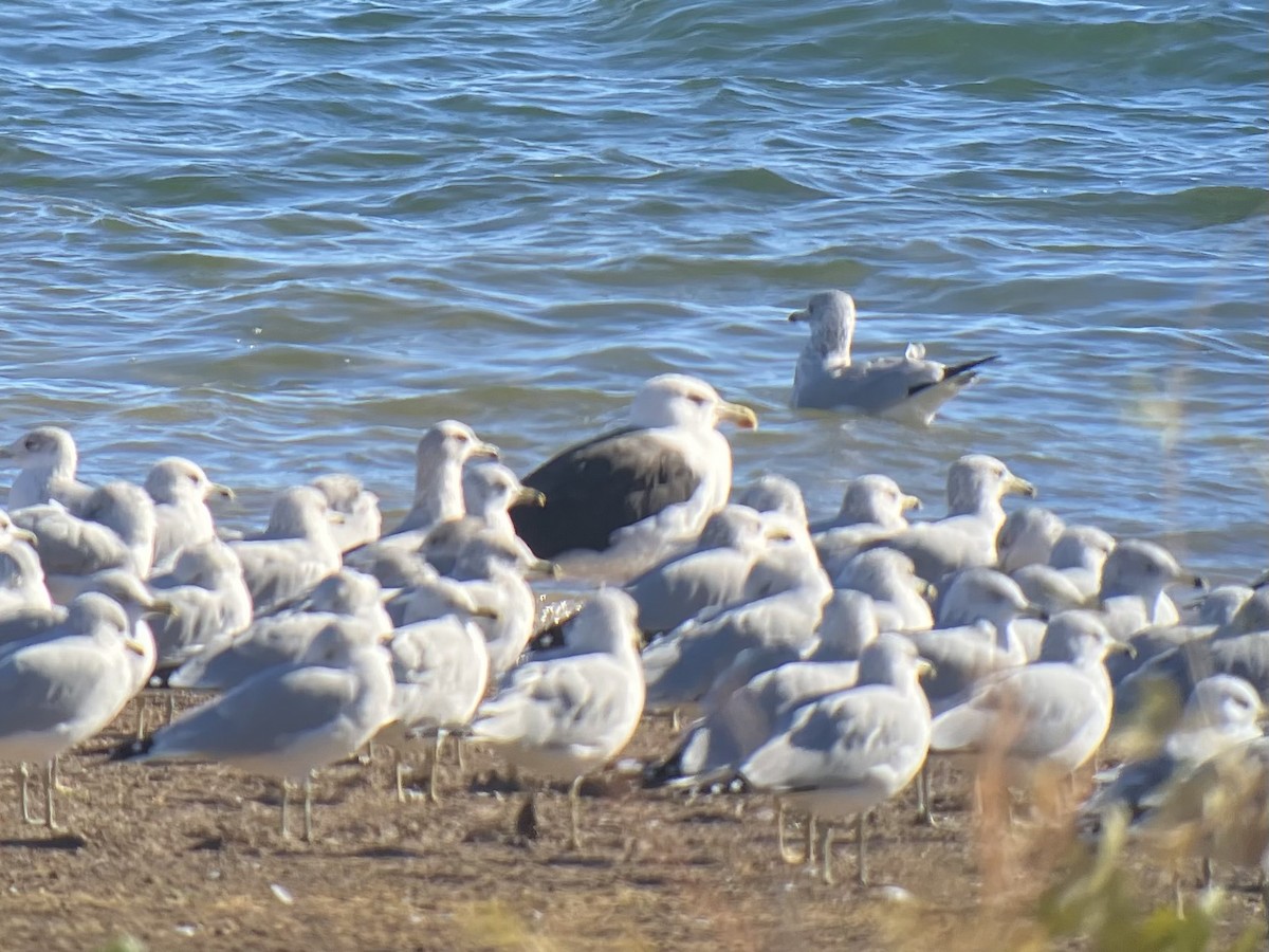 Great Black-backed Gull - ML626230615