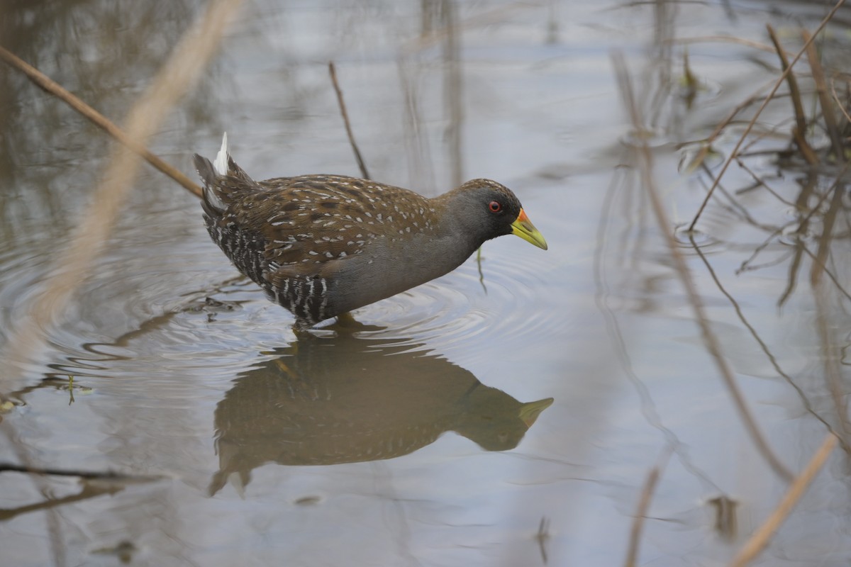 Australian Crake - ML626230991