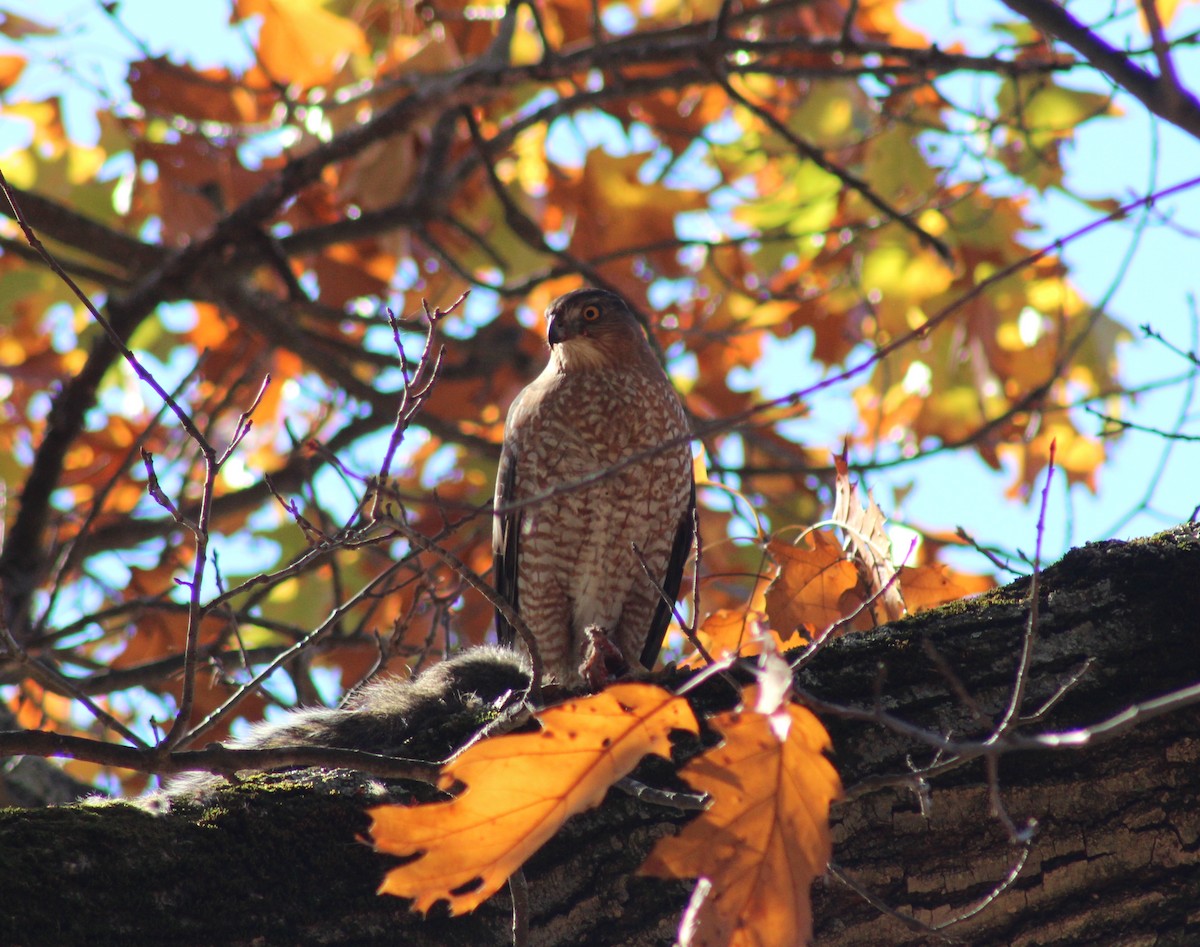 Cooper's Hawk - ML626231058