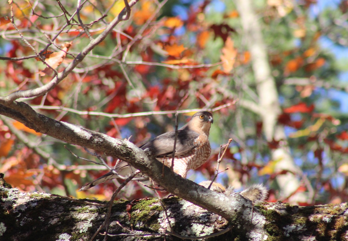 Cooper's Hawk - ML626231061