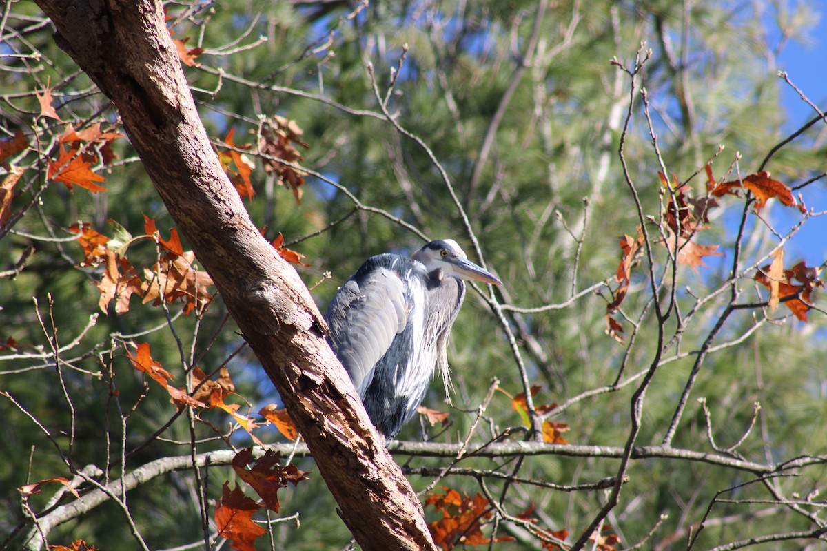 Great Blue Heron - ML626231070