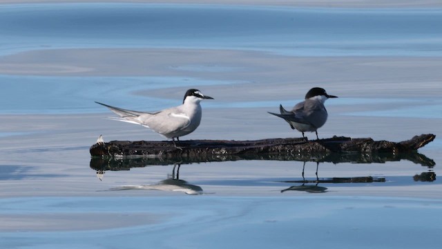Aleutian Tern - ML626231071