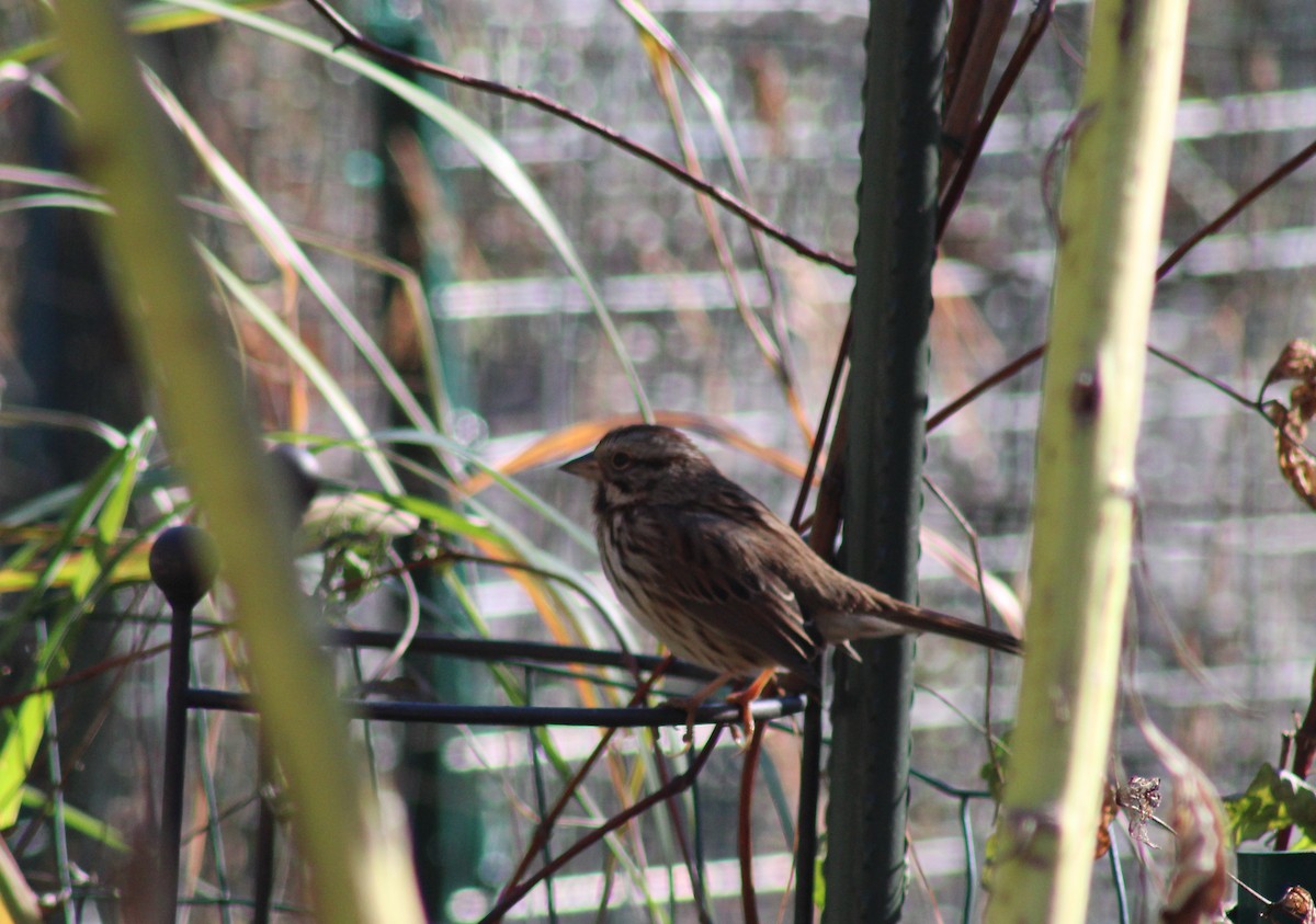 Song Sparrow - ML626231082