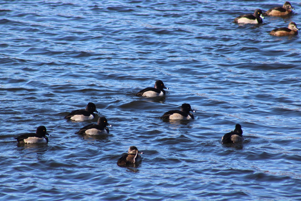 Ring-necked Duck - ML626231106