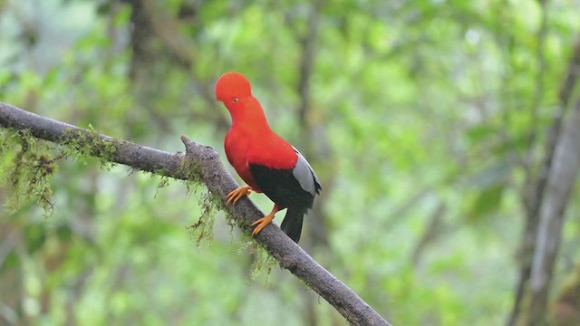 Andean Cock-of-the-rock - ML626231108