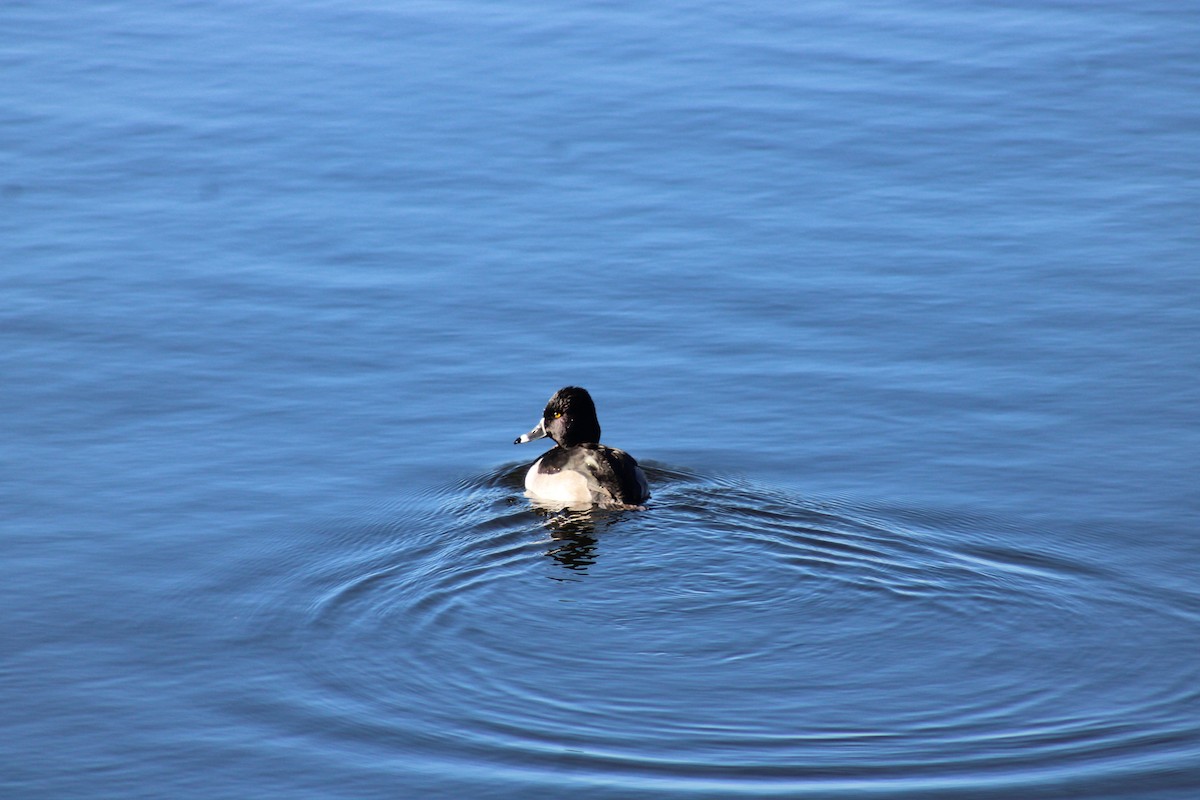 Ring-necked Duck - ML626231114
