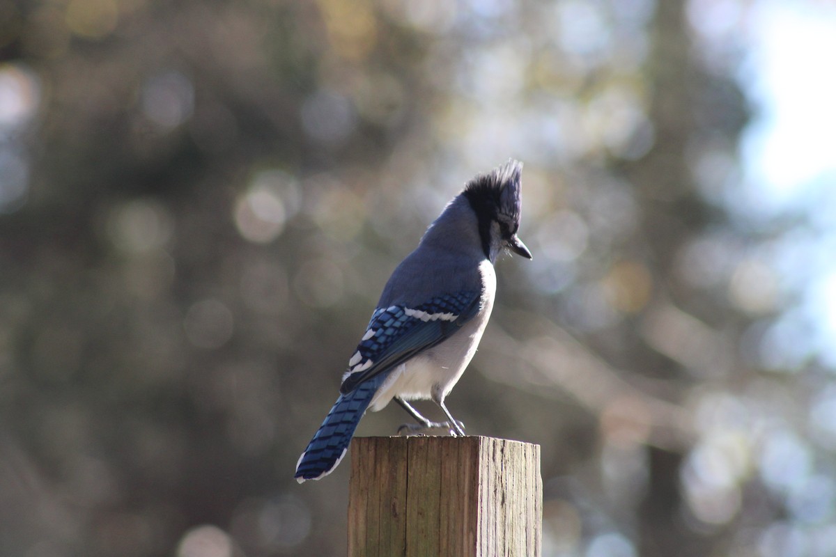 Blue Jay - ML626231126