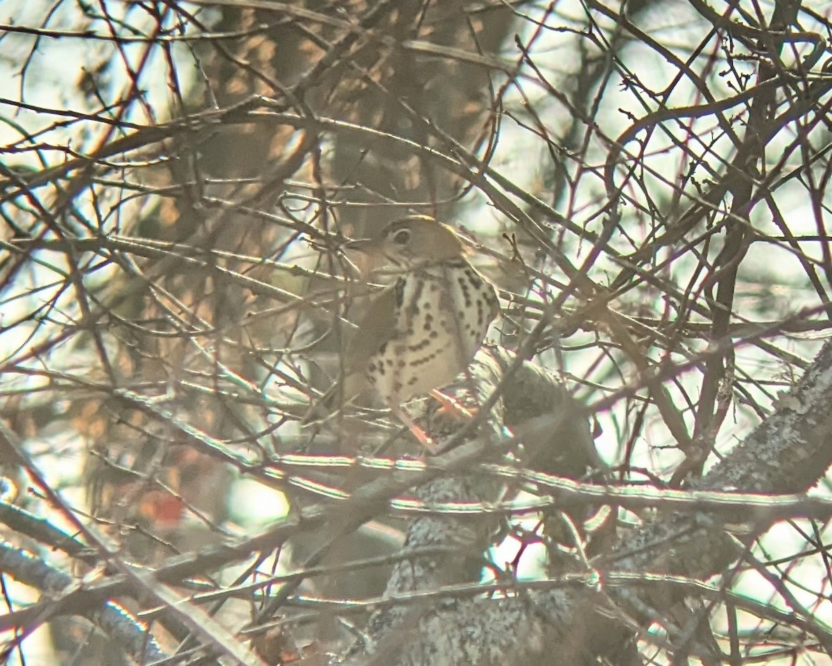 Wood Thrush - ML626231133