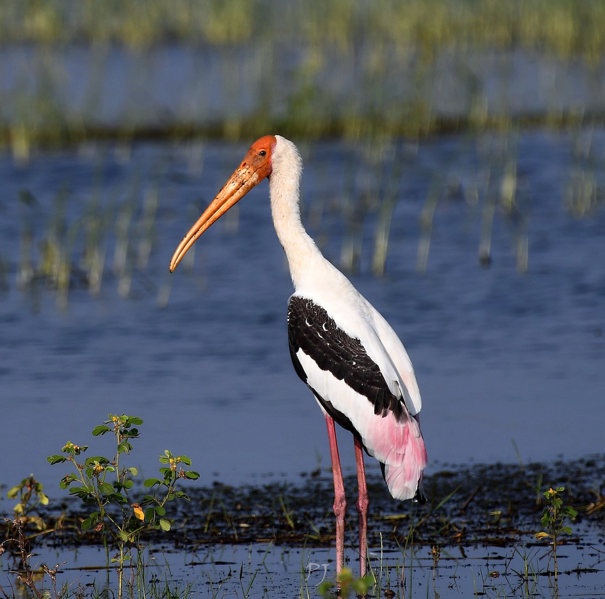 Painted Stork - ML626231171