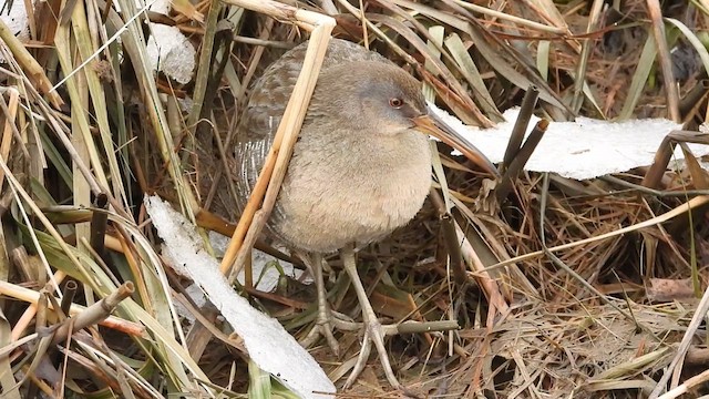 Clapper Rail - ML626231243
