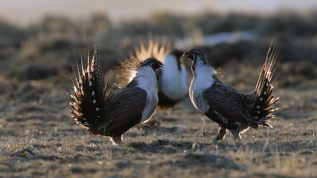 salviejerpe - ML626231487