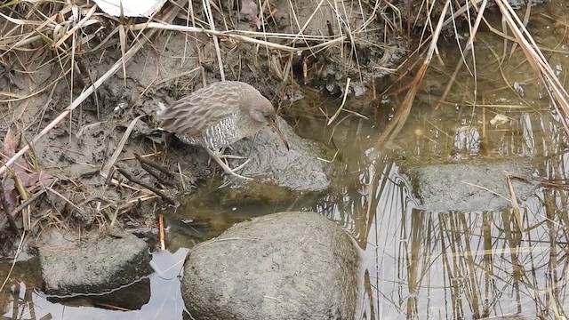 Clapper Rail - ML626231589