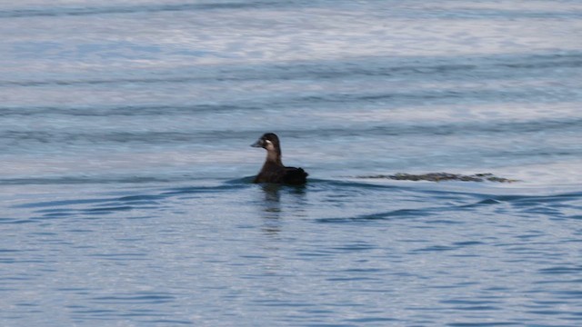 Пестроносый турпан - ML626231607
