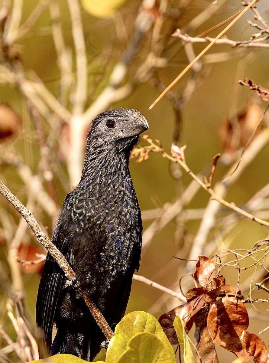 Groove-billed Ani - ML626231625