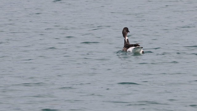 Чёрная казарка (Американская) - ML626231721