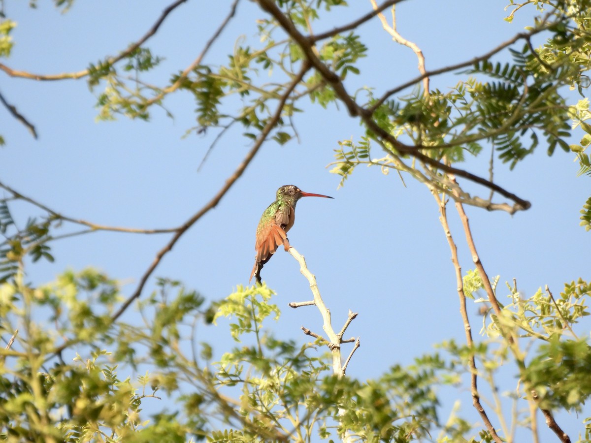 Юкатанская амазилия (yucatanensis) - ML626231852