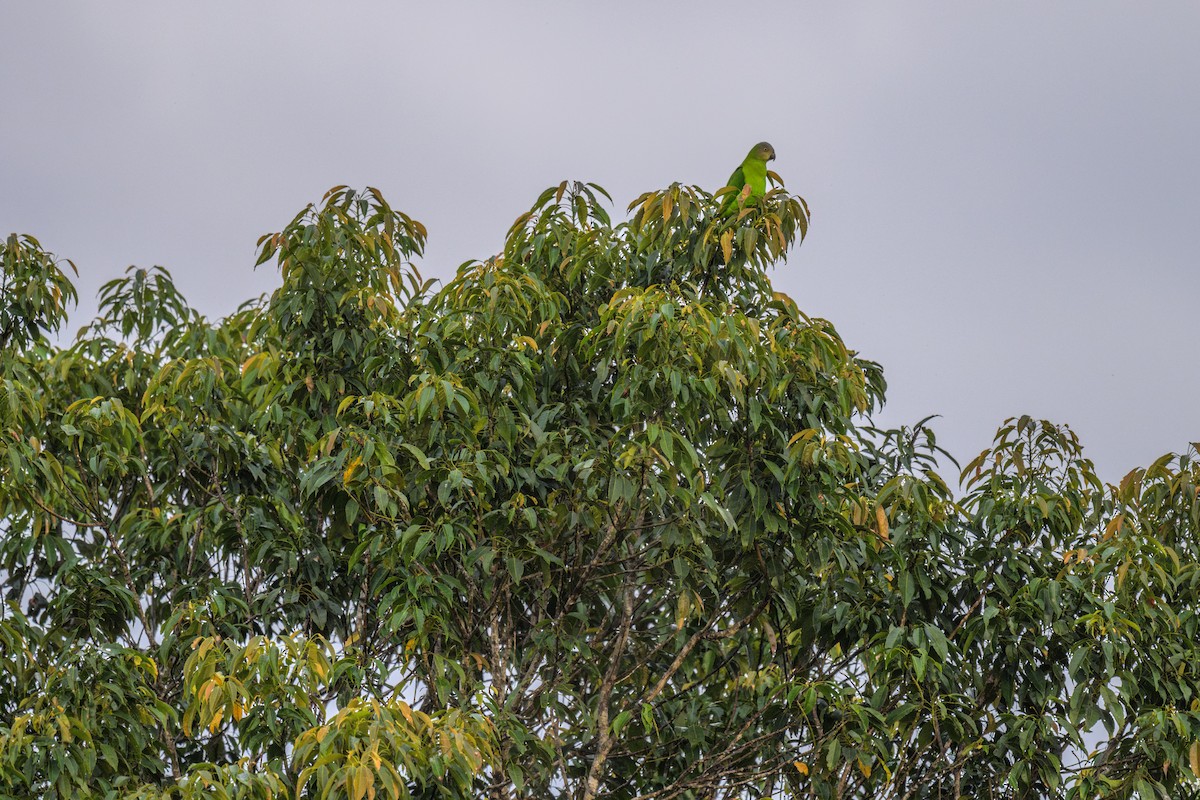 Singing Parrot - ML626231853