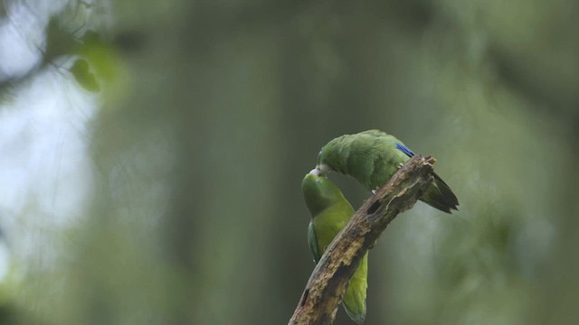アオメルリハシインコ - ML626231903