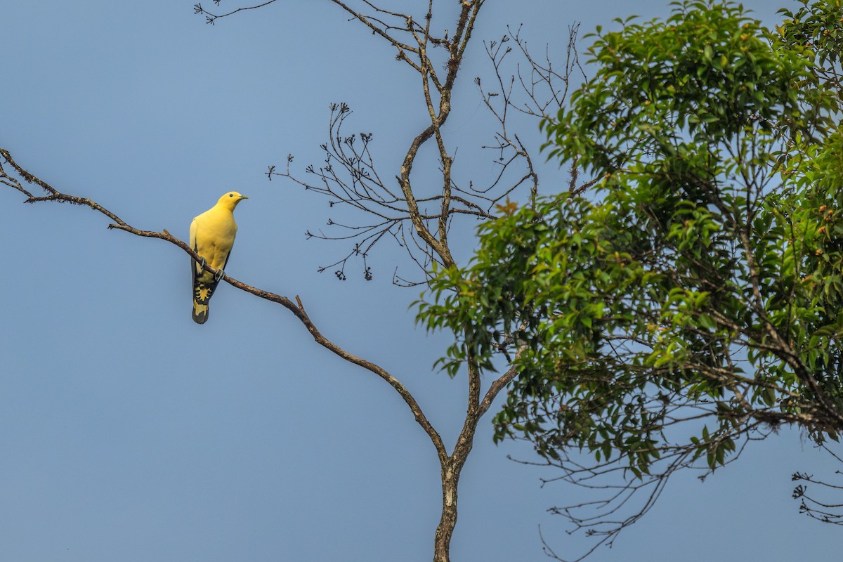 Yellowish Imperial-Pigeon - ML626231985