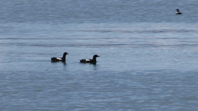 Pigeon Guillemot - ML626232051