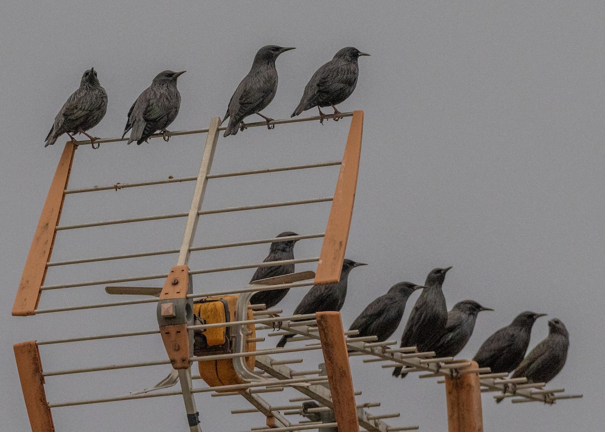 Spotless Starling - ML626232059