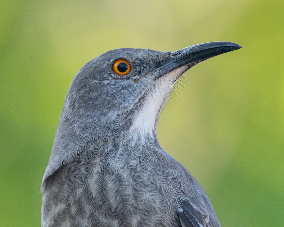 Curve-billed Thrasher - ML626232072