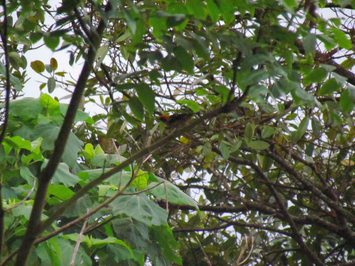 Flame-faced Tanager - ML626232075