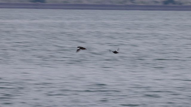 Pigeon Guillemot - ML626232089