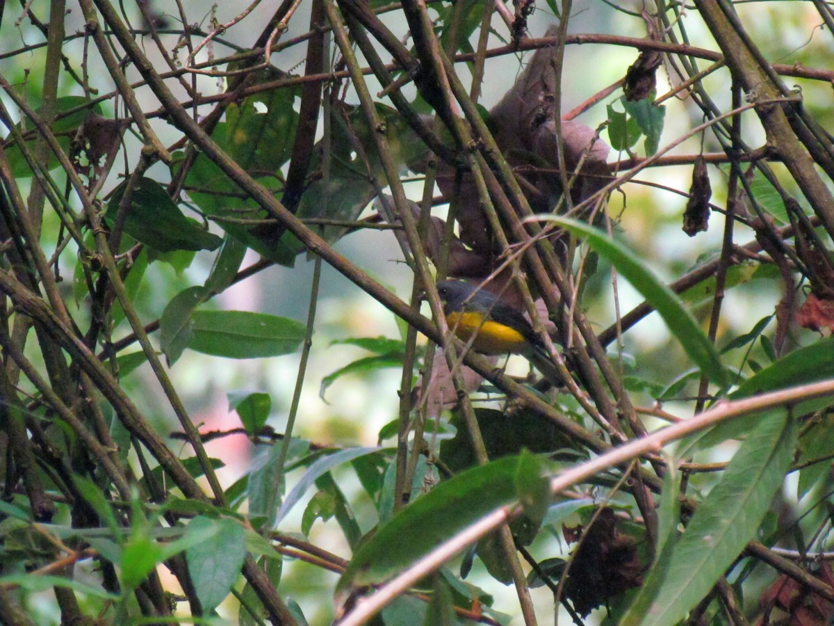 Slate-throated Redstart - ML626232092